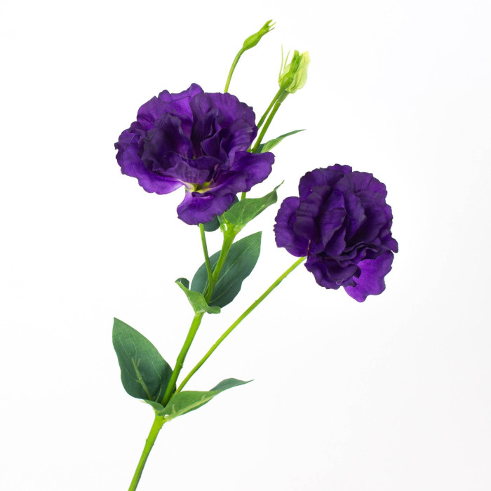 Mittagsblume