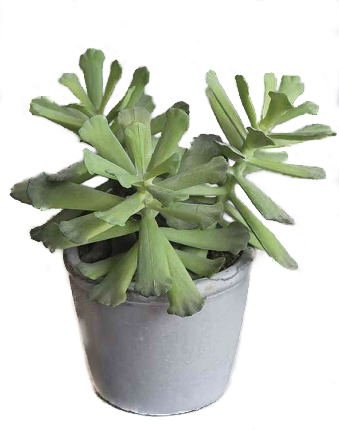 Adromischus