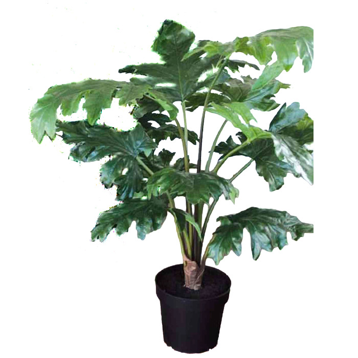 Acanthus