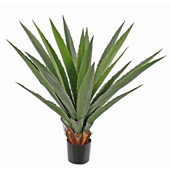 Plant species Ag&aacute;ve