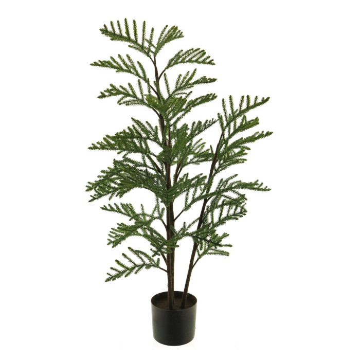 Plant species Araukarie