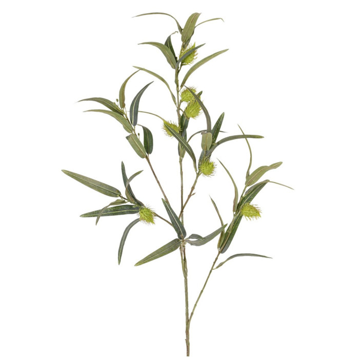 Plant species Ostnoplod&nbsp;