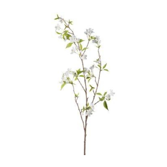 Plant species Hrušeň