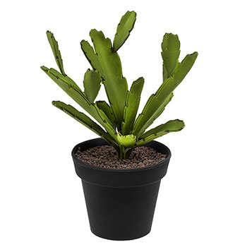 Plant species Fylokaktus