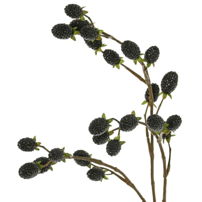 Plant species Ostružina černicov&aacute;