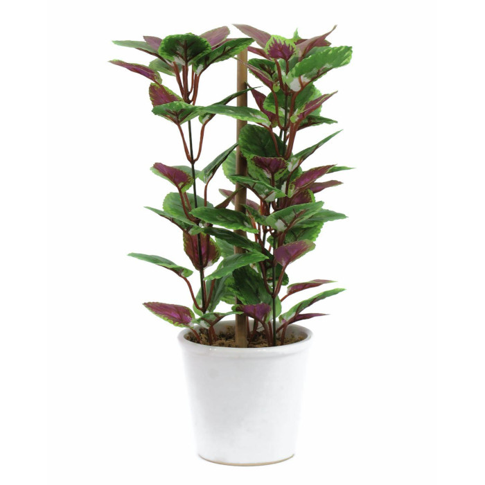 Plant species Pochvatec &scaron;i&scaron;&aacute;kovit&yacute;