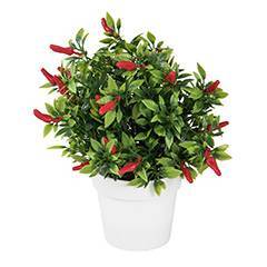 Chili paprička