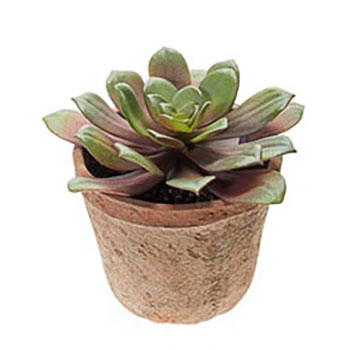 Plant species Echeveria