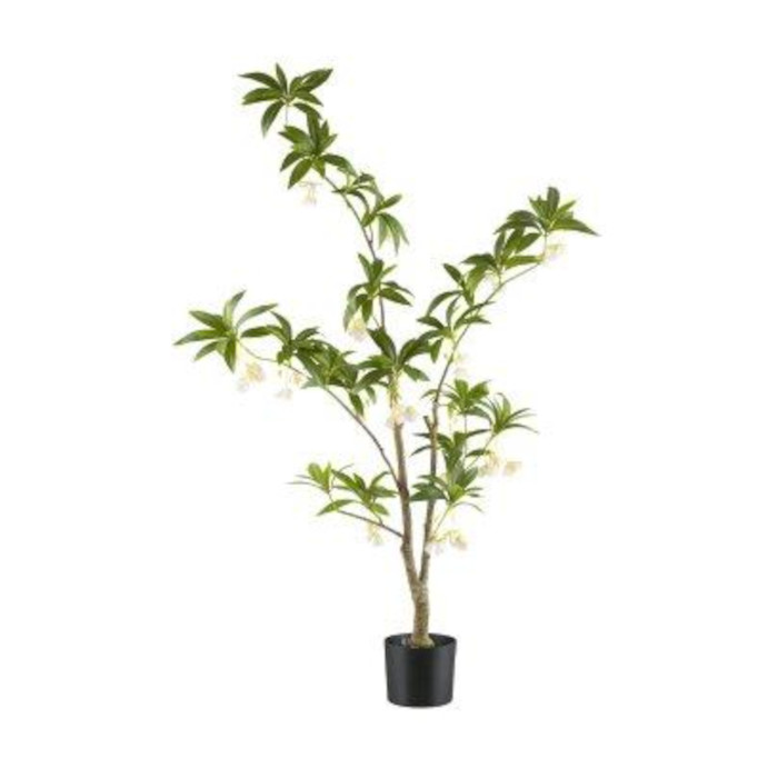 Elaeocarpus