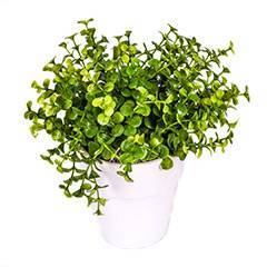Eukalyptus