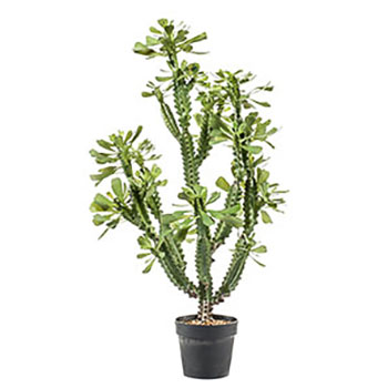 Plant species Pry&scaron;ec