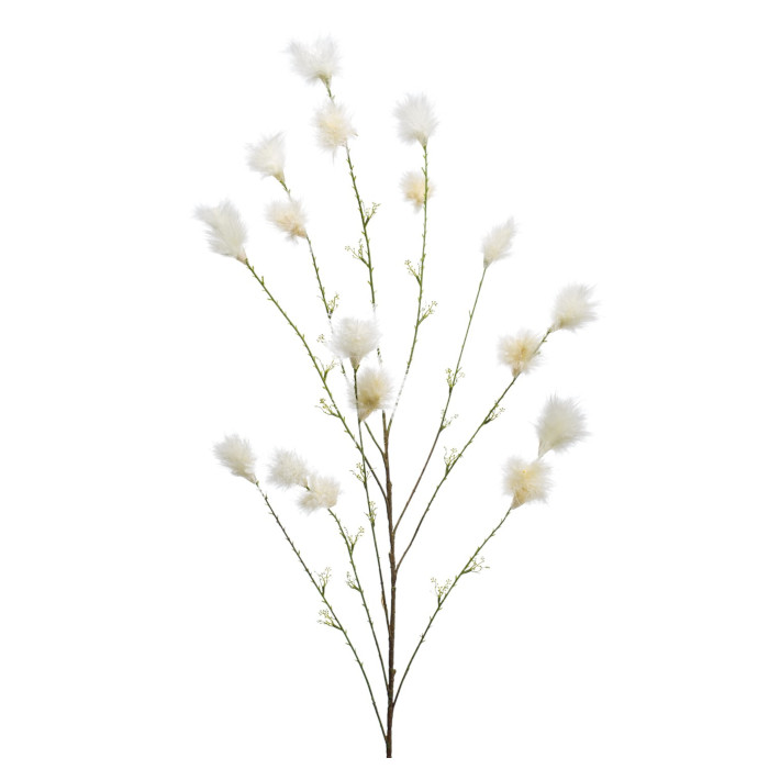 Plant species Federbuschstrauch