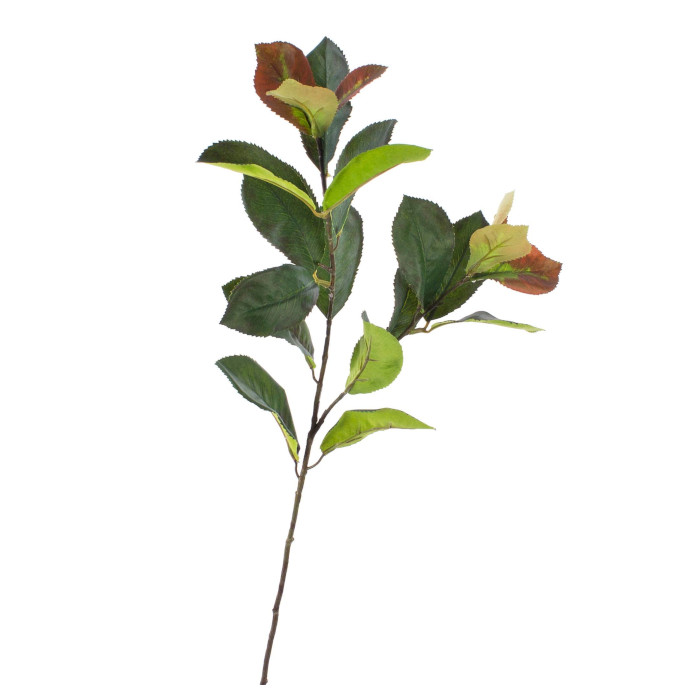 Plant species Bl&yacute;skalka