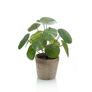 Plant species Pilea peperomioides
