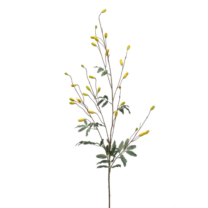 Bobule goji