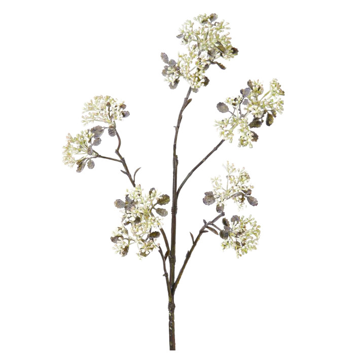 Plant species Patrinia