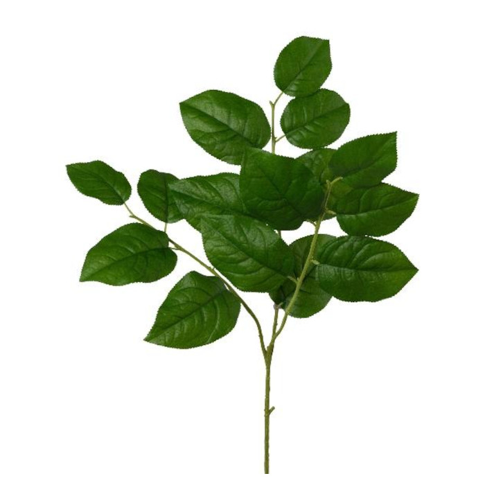 Plant species Handroanthus