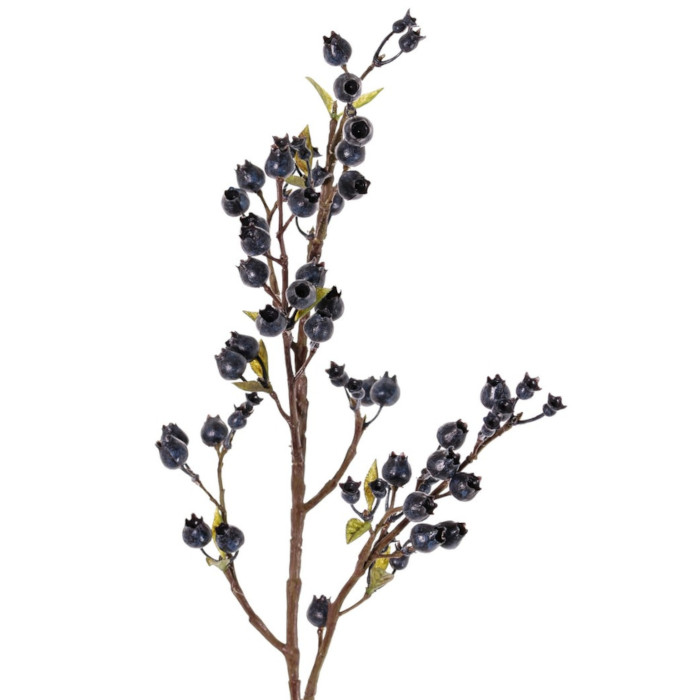 Plant species Borůvka