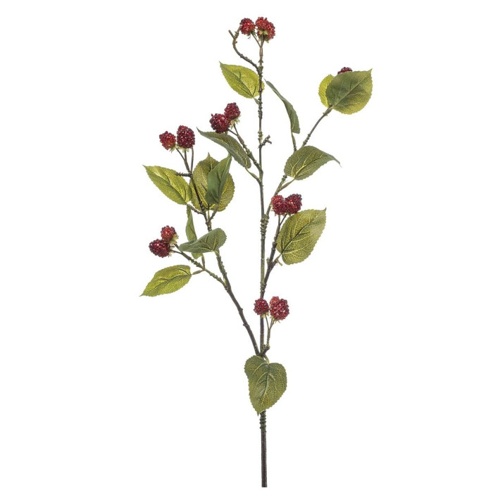 Plant species Himbeerstrauch