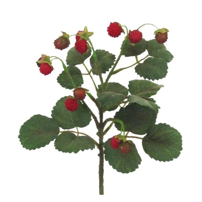 Plant species Malina