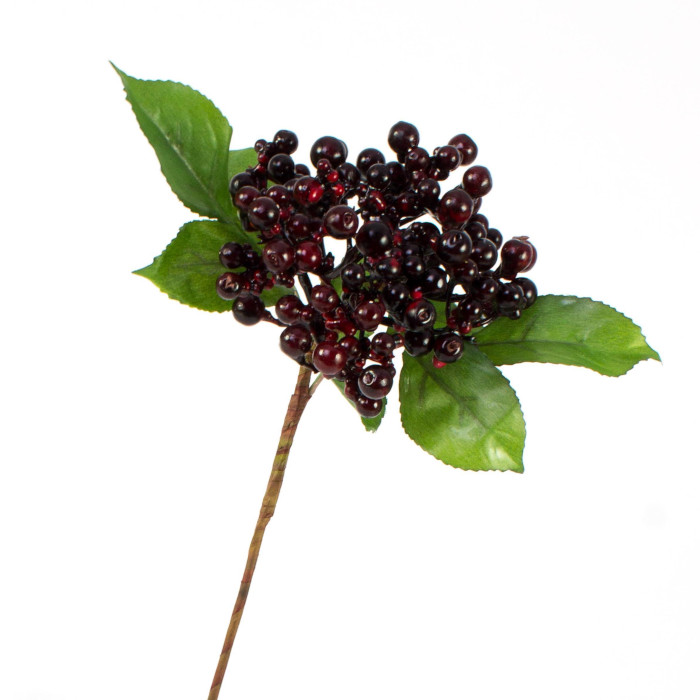 Plant species Bezinka