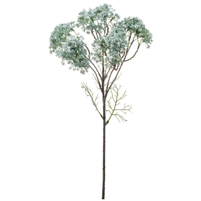 Ixora
