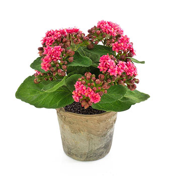 Plant species Kolopejka