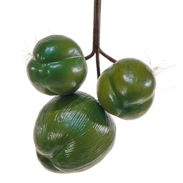 Plant species Kokosov&yacute; ořech