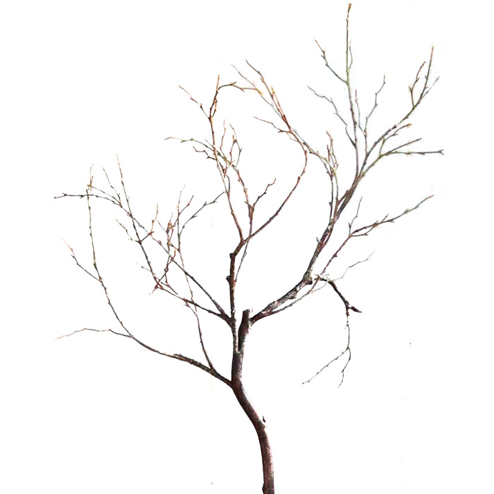 Řešetlák