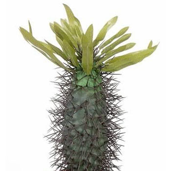 Pachypodium lamerei