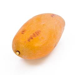 Plant species Mango