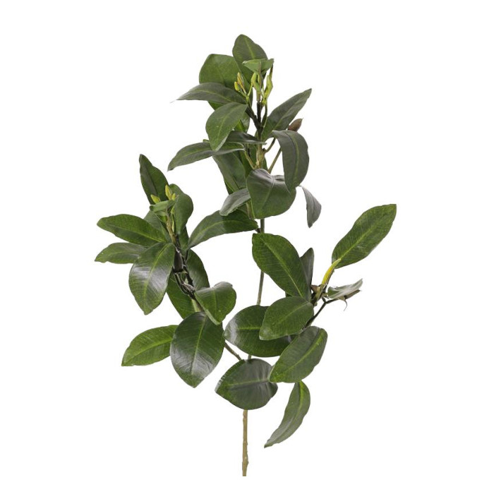 Plant species Mangrove