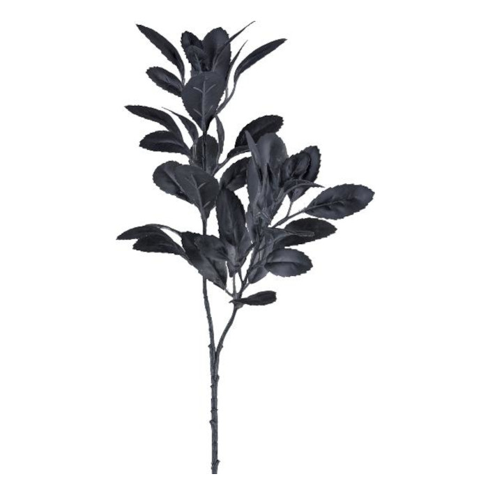 Plant species Mate Strauch