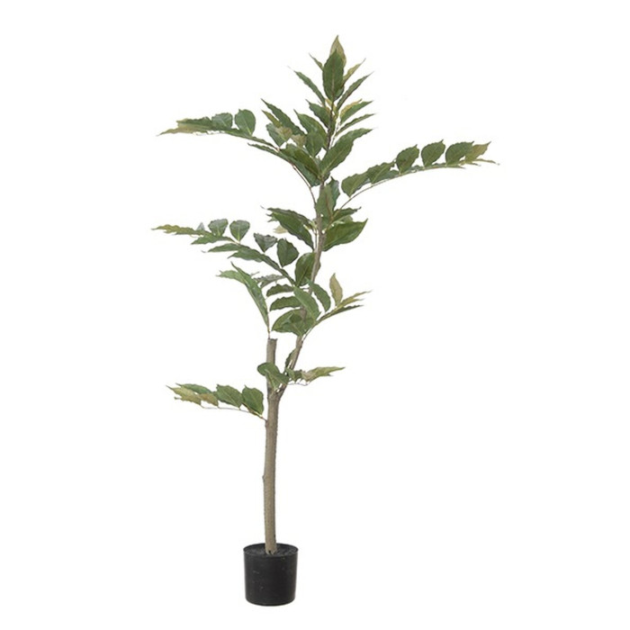 Plant species Nandina