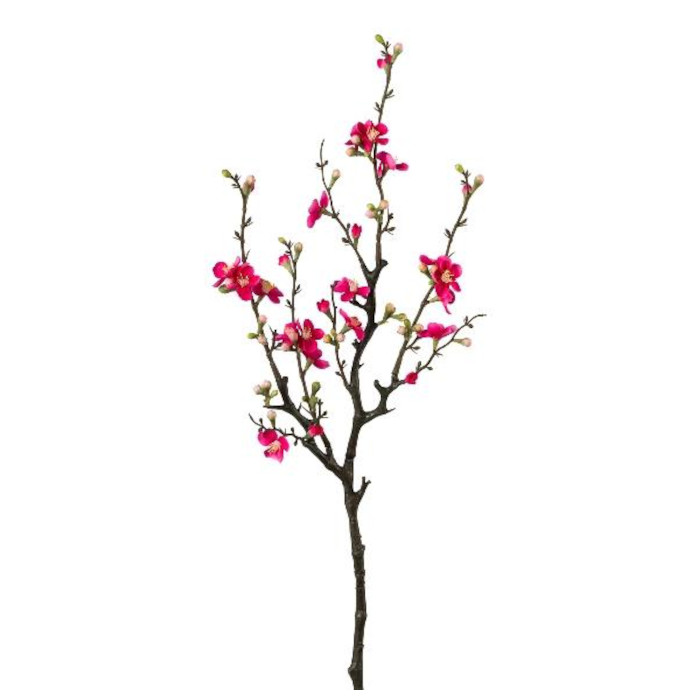 Plant species Kdouloň