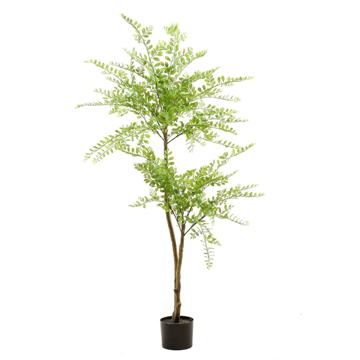 Plant species Schnurbaum