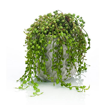 Plant species Senecio