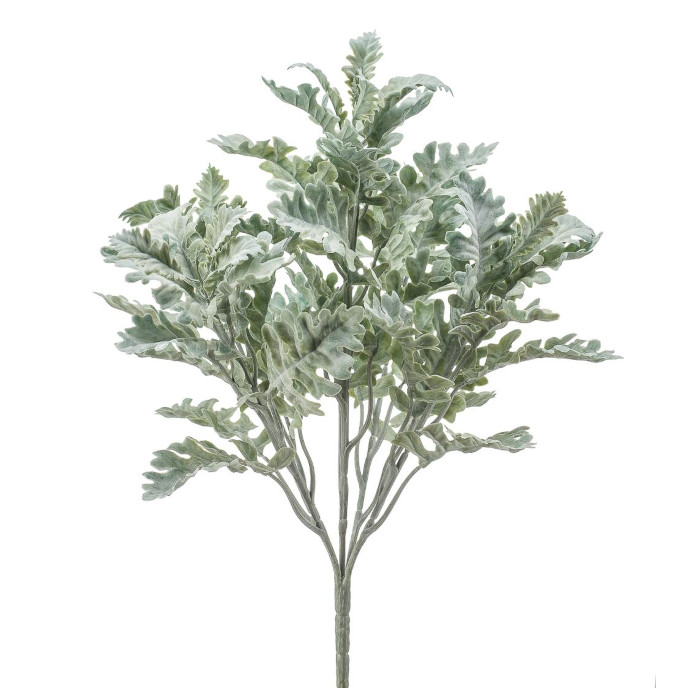 Plant species Silber-Greiskraut