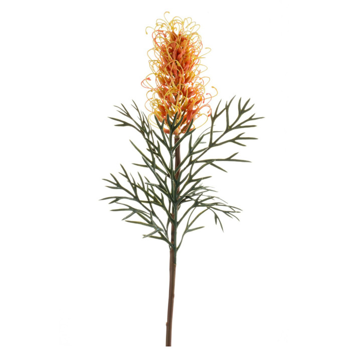 Plant species Silbereiche