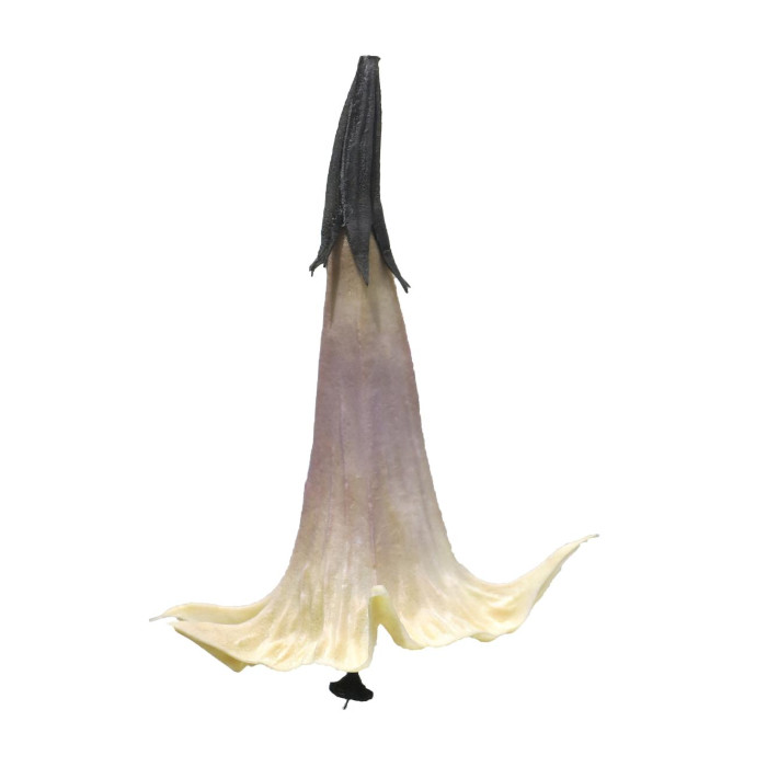 Stechapfel