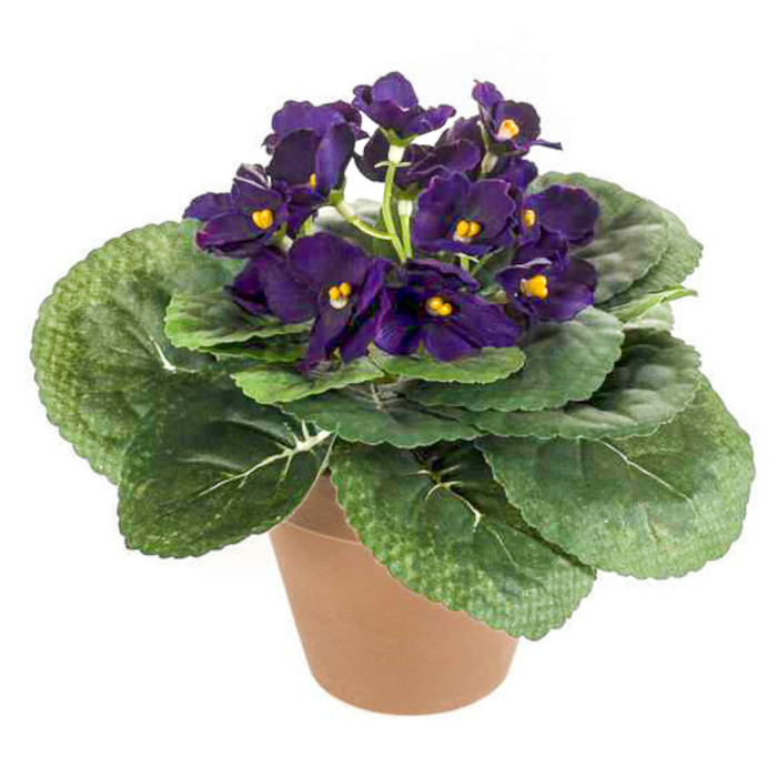 Saintpaulia ionantha