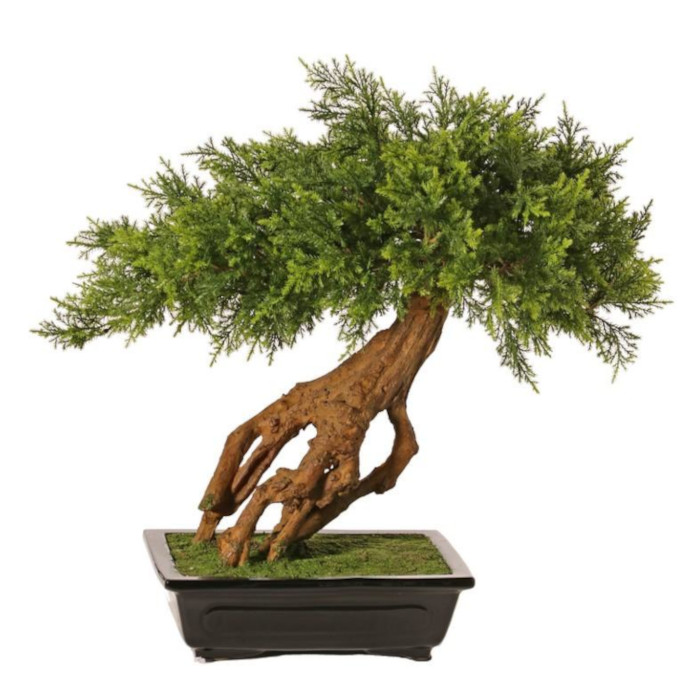 Plant species Wacholder