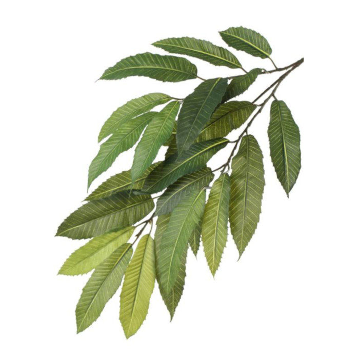 Plant species Ořešák