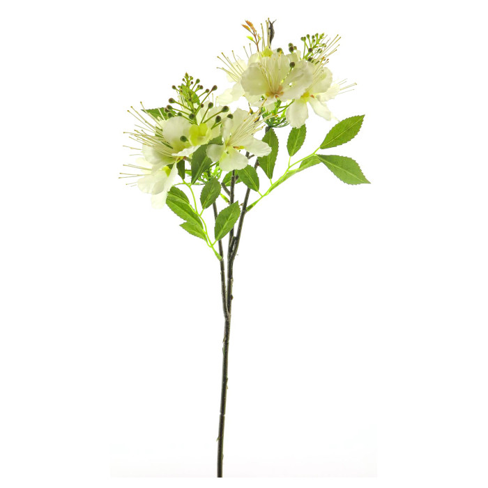 Plant species Weißdorn