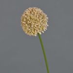 Umělá květina allium BAILIN, růžovo-krémová, 40cm