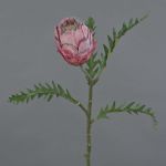 Pravá protea BREGANSA, tmavě růžová, 65cm, Ø8cm
