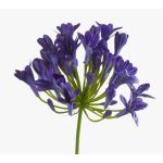 Umělá květina Agapanthus PHILINA, fialová, 75cm, Ø14cm
