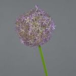Umělé allium SAMARA, fialová, 75cm, Ø12cm