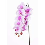 Umělá větev orchideje phalaenopsis ENISA, růžovo-bílá, 60cm, Ø7-8cm