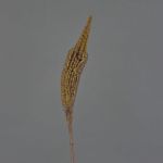 Textilní bulbinella TALUNA, světle hnědá, 65cm, Ø6cm